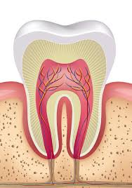 Emergency Root Canal Specialist Near Me |Signs an Emergency Root Canal is Necessary