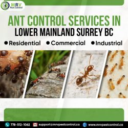 Ant Control Services In Lower Mainland Surrey BC