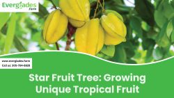Star Fruit Tree: Growing Unique Tropical Fruit