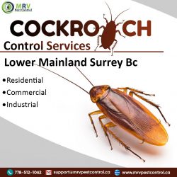 Cockroach Control Services Lower Mainland Surrey BC