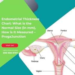 Endometrial Thickness Chart: What is the Normal Size (in mm), How is It Measured – PregaJunction