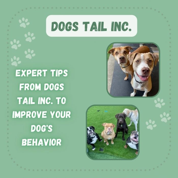 Expert Tips from Dogs Tail Inc. to Improve Your Dog’s Behavior