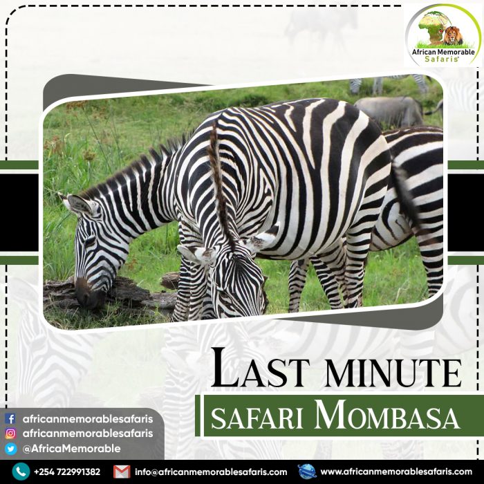Last Minute Safari Mombasa