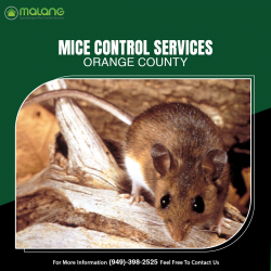 Mice Control Services in Orange County