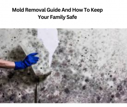 Mold Removal Guide