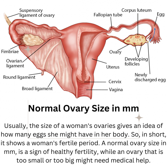 Normal Ovary Size In Mm