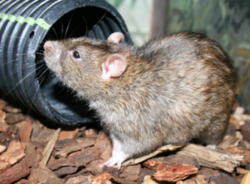 Best rat removal solution in Atlanta