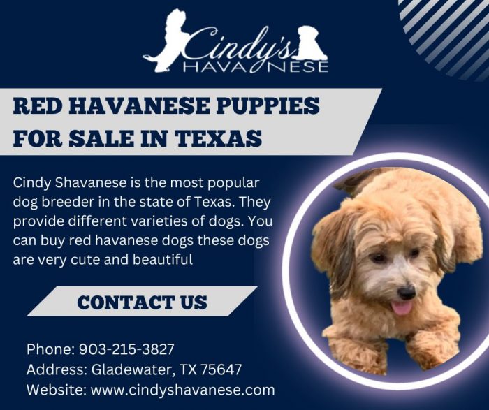 Red Havanese Puppies For Sale In Texas