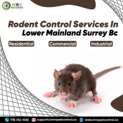 Rodent Control Services in Lower Mainland Surrey B