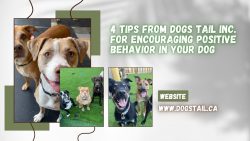 4 Tips from Dogs Tail Inc. for Encouraging Positive Behavior in Your Dog