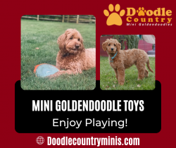 Best Goldendoodle Toys Your Puppies