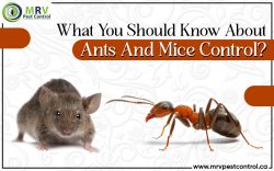 What You Should Know About Ants And Mice Control?