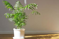 Philodendron: “Philodendron: A Classic Houseplant with Style