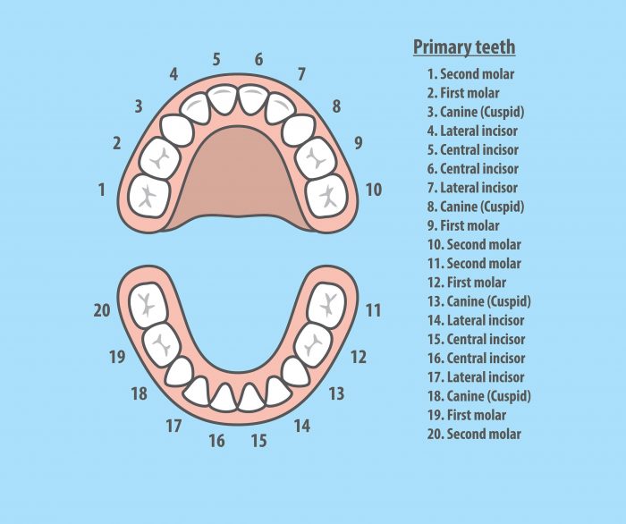 Dental Tooth Numbers Chart