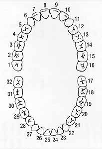 Dental Tooth Numbers Chart | Human Teeth Chart