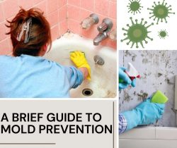 A Brief Guide To Mold Prevention