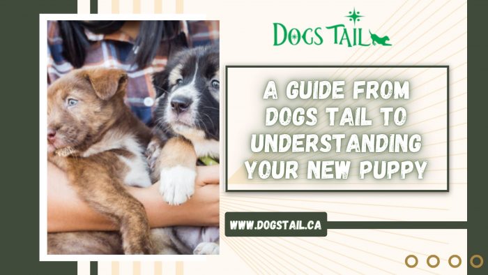 A Guide from Dogs Tail to Understanding Your New Puppy