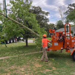 Get Professional Tree Cutting Services Near Charleston SC Today!