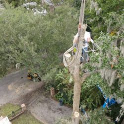 How to Ace Your Tree Trimming Needs in Mount Pleasant?