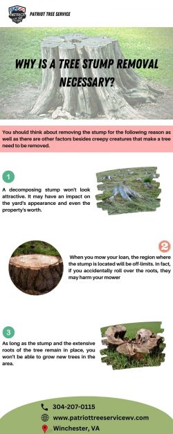 Why Is a Tree Stump Removal Necessary?
