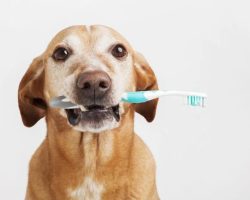 Crucial information people need to know about their dog’s dental care