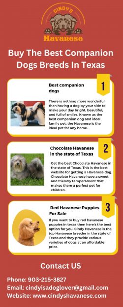 Buy The Best Companion Dogs Breeds In Texas