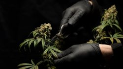 Exploring of Growing Cannabis Industry