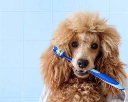Resolve to Seek Better Oral Care for Your Furry Friend in 2022