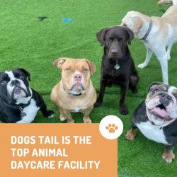 Dogs Tail Provides the Best Animal Daycare Facilities