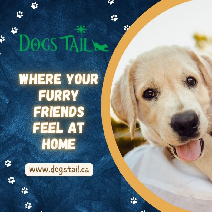 Dogs Tail – Where Your Furry Friends Feel At Home