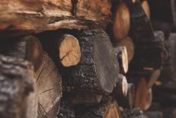 Wood Logs For Sale