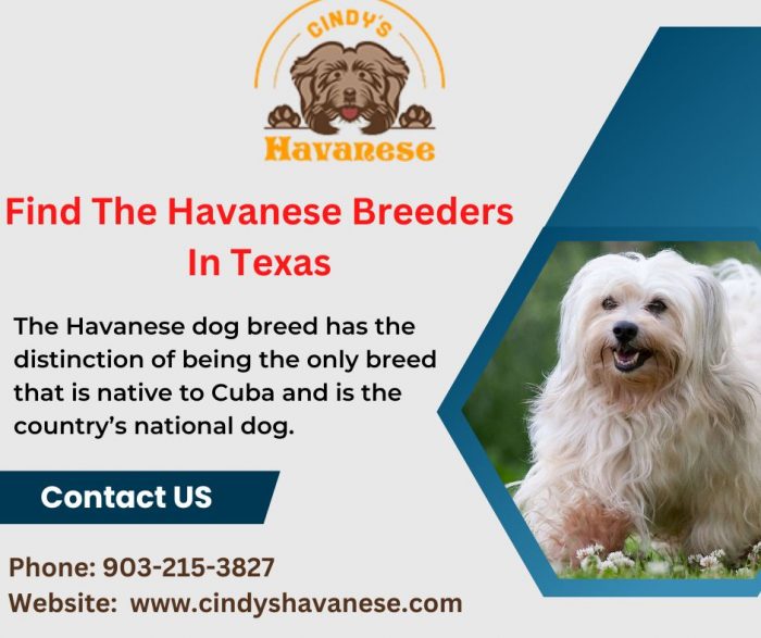 Find The Havanese Breeders In Texas