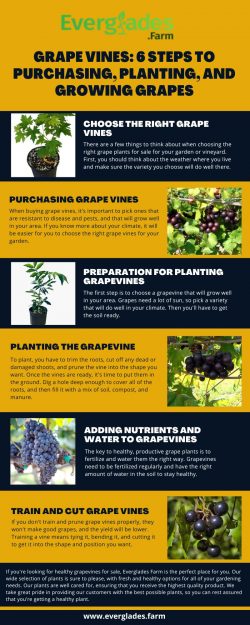 Grape Vines 6 Steps to Purchasing, Planting, and Growing Grapes