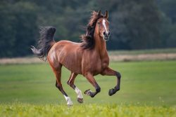 Treat Horse Ulcers at an Affordable Prices