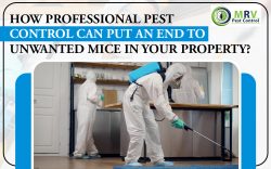 How Professional Pest Control Can Put An End To Unwanted Mice In Your Property?