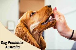 We deliver the best probiotics for dogs Australia