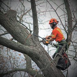 Get the Best Tree Cutting & Tree Removal Service