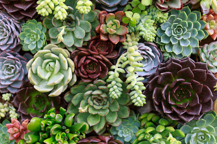 Why Succulents Are the Best Choice for Workplace
