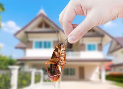 Solve Your Pest Control Problems Now – Find Local Solutions