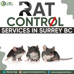 Rat control services in surrey BC