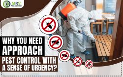 Why You Need Approach Pest Control With A Sense Of Urgency?