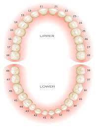 Teeth Numbering Chart | Dental Center