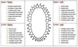 Teeth Numbering Chart | Universal tooth numbering system