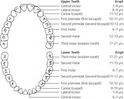 Teeth Numbering Chart | Teeth names chart