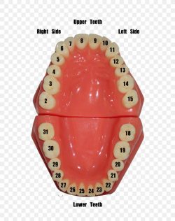 Teeth Numbering Chart | Dental Numbering Systems