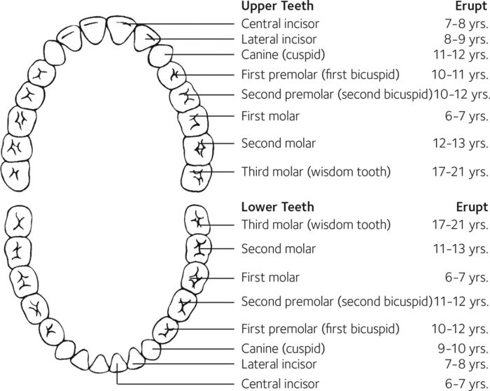Dental Tooth Number Chart | Adult Dental Chart