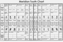 Dental Tooth Number Chart | Teeth Names & Parts of the Mouth