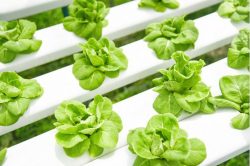 Hydroponics: Start Your Indoor Farm at Home