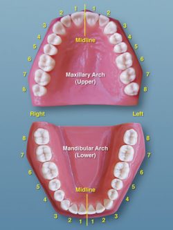 Dental Tooth Number Chart | standard tooth numbering