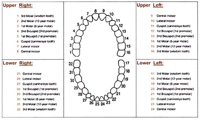 Teeth Numbering Chart | Orthodontic Teeth Numbers - Social Social ...